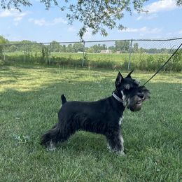 Miniature Schnauzer Puppies from Loneacre Miniature Schnauzers