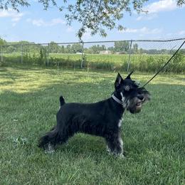Miniature Schnauzer Puppies from Loneacre Miniature Schnauzers