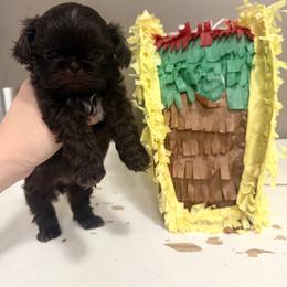 Freya - Liver and white female Shih Tzu puppy in Warrior, Alabama from The Anderson Farms Kennel
