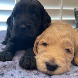 Aussiedoodle, Goldendoodle, and Labradoodle Puppies from Patriot Family Paws