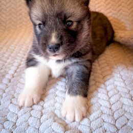 Freya - Agouti and white female Siberian Husky puppy in Grant City, Missouri from Timberline Paws