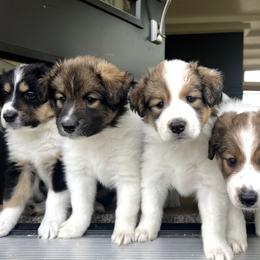 Old Time Scotch Collie puppies from Bonnie Brae Collies
