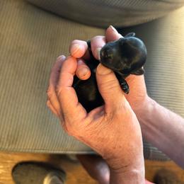 Girl 1 kb black - Black and tan female Yorkshire Terrier puppy in Elizabeth, Indiana from Dwayne’s Yorkshire Terriers