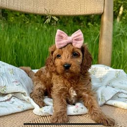 Cavachons and Cavapoos from Pleasant Home Pups