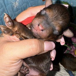 Gryffindor (Mr. Weasley) - Phantom male Poodle puppy in Maricopa County, Arizona from Romano Juarez Puppies