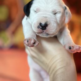 4th pick male - White and liver brown male Dalmatian puppy in Lake Mathews, California from Bully Market