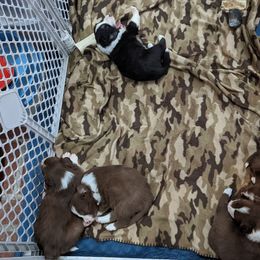 Border Collie Puppies from Platts Hill Border Collies