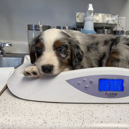 Lou - Blue merle male Australian Shepherd puppy in Niles, Michigan from Tara's Australian Shepherds
