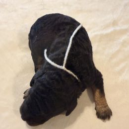 Joy - Phantom female Goldendoodle puppy in Luana, Iowa from Country View Bernedoodles and Goldendoodles