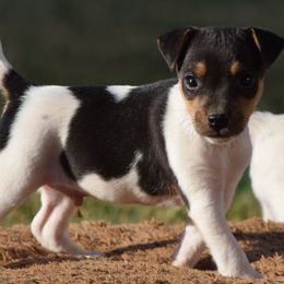 Murphy - Tri-color male Jack Russell Terrier puppy in Menifee, California from Wendover Terriers