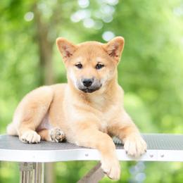 Yoshiko - Red female Shiba Inu puppy in Neosho, Missouri from Sunny Terrace Shibas