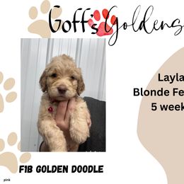 Layla - Cream female Goldendoodle puppy in Falls City, Nebraska from Goff’s Goldens