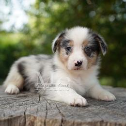 Cotton (Blue Merle Male) - Blue merle and white male American Corgi puppy in Straughn, Alabama from Magnolia Creek Corgis