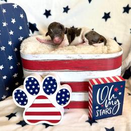 Gerald - male Golden Mountain Doodle puppy in Victoria, Texas from Deidre's Doodles