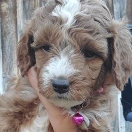 Poodles from Poky Pups