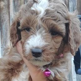 Poodles from Poky Pups