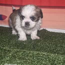 Valentino - Tricolor male Shih Tzu puppy in Boston, Massachusetts from London's puppies