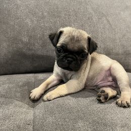 Pug Puppies from Hailey's Pugs