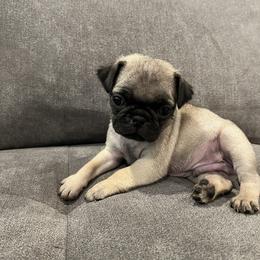 Pug Puppies from Hailey's Pugs