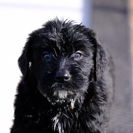 Giant Schnauzer Puppies from Schnauzer Ranch