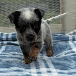 Aster - Blue mottled female Australian Cattle Dog puppy in Seneca, Missouri from MO Morningstar Heelers