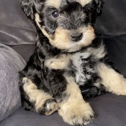 Miniature Schnauzer Puppies from Tamed by Emmy (Emariella’s Miniature Schnauzers)