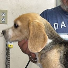 Dolly - Beagle