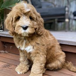 Boy 1 - Red male Australian Labradoodle puppy in Elk Grove, California from Sacto Labradoodles