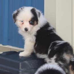 Storm - Blue merle female Australian Shepherd puppy in Mount Sterling, Ohio from Northern Lights Working Dogs