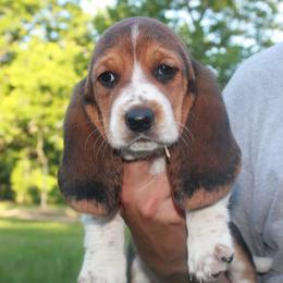 Basset Hounds from Dried Creek Farms Basset Hounds
