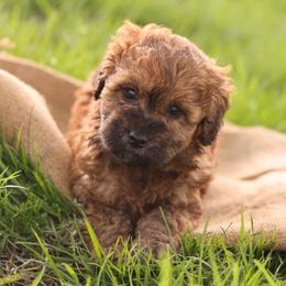 Olive - Wheaten female Whoodle puppy in West Bend, Iowa from Blue Skies Terriers