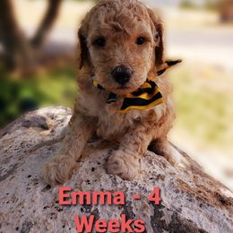 Aussiedoodle Puppies from Color Country Doodles