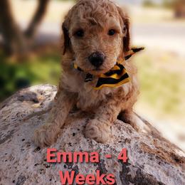 Aussiedoodle Puppies from Color Country Doodles