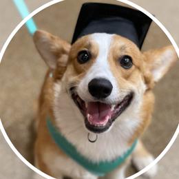 Chip - Pembroke Welsh Corgi