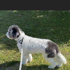 Aussiedoodle All Grown Up from Ooodles of Doodles