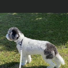 Aussiedoodle All Grown Up from Ooodles of Doodles