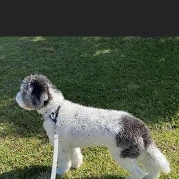 Aussiedoodle All Grown Up from Ooodles of Doodles