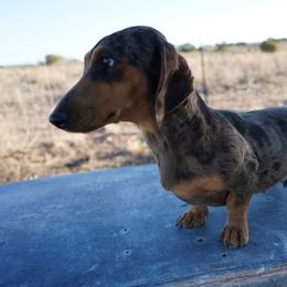 Cricket - Dachshund