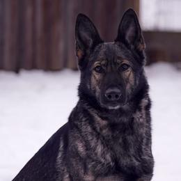 German Shepherds from Augenblick Kennels