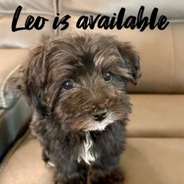Leo - Black & white male Maltipoo puppy in Newville, Pennsylvania from Wonderfully Made Poodles & Doodles