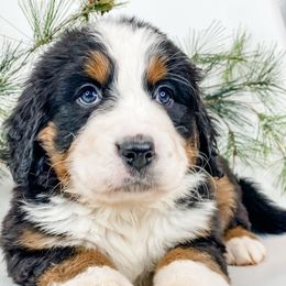 Spruce (White Collar) - Black rust and white female Bernese Mountain Dog puppy in Hudson, Indiana from TurkeyCreek-K9