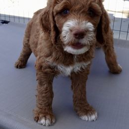 Muffin - Red  Goldendoodle puppy in Palmdale, California from GoldenPaws Doodles
