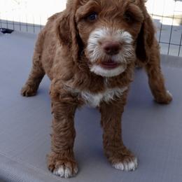 Muffin - Red  Goldendoodle puppy in Palmdale, California from GoldenPaws Doodles
