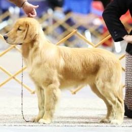 Golden Retriever All Grown Up from Firefly Cottage Golden Retrievers