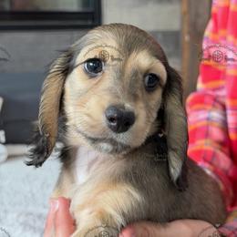 Mr. Red-2200 - Cream male Dachshund puppy in Ocala/Gainesville, Florida from From the Heart Doxies