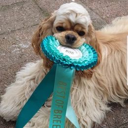 Cocker Spaniel puppies from Belive in Dreams Cockers