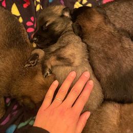 Dunkin - Fawn and black male Belgian Tervuren puppy in Hastings, Minnesota from Century Hills Farm