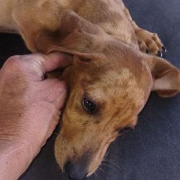 Casper - Dapple male Dachshund puppy in Newcomerstown, Ohio from Rose's Dachshunds