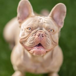 Paloma - French Bulldog