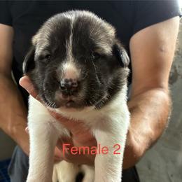 Girl 2 - Biscuit and white female Anatolian Shepherd Dog puppy in Daggett, Michigan from T&S Anatolians